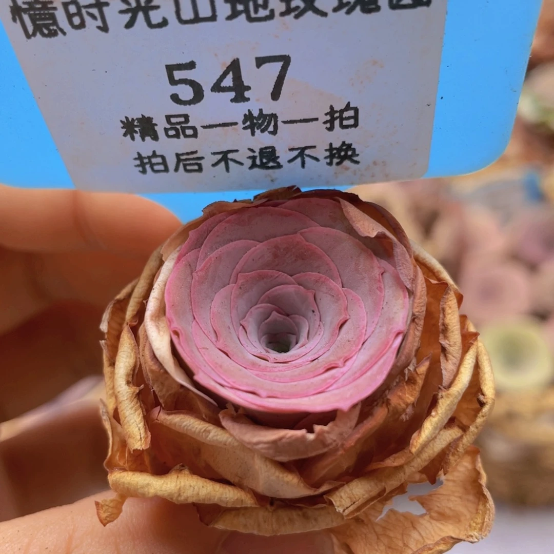 山地玫瑰547裸根发货不售后