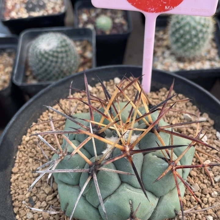 实生大祥冠27410000000