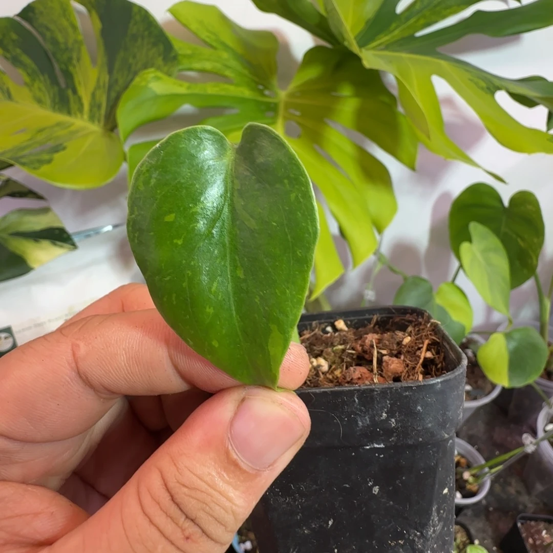 H***y完全开放龟背竹种子苗