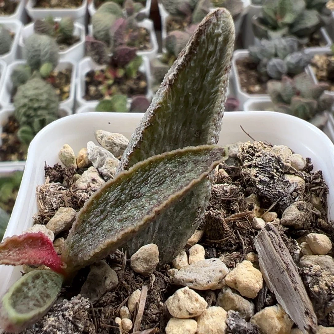 魔兽大苗多肉植物水泡
