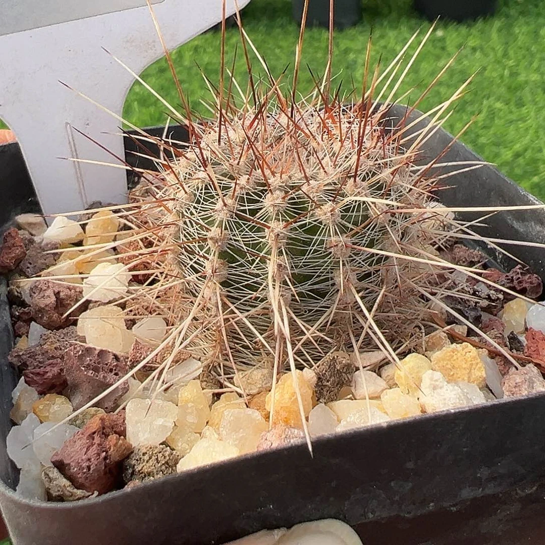 7303 强刺莱克玛拉满 39 包邮非偏远地区