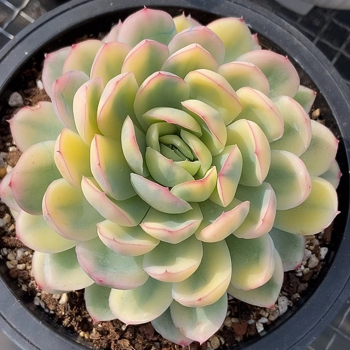 美***妈草莓冰锦多肉植物