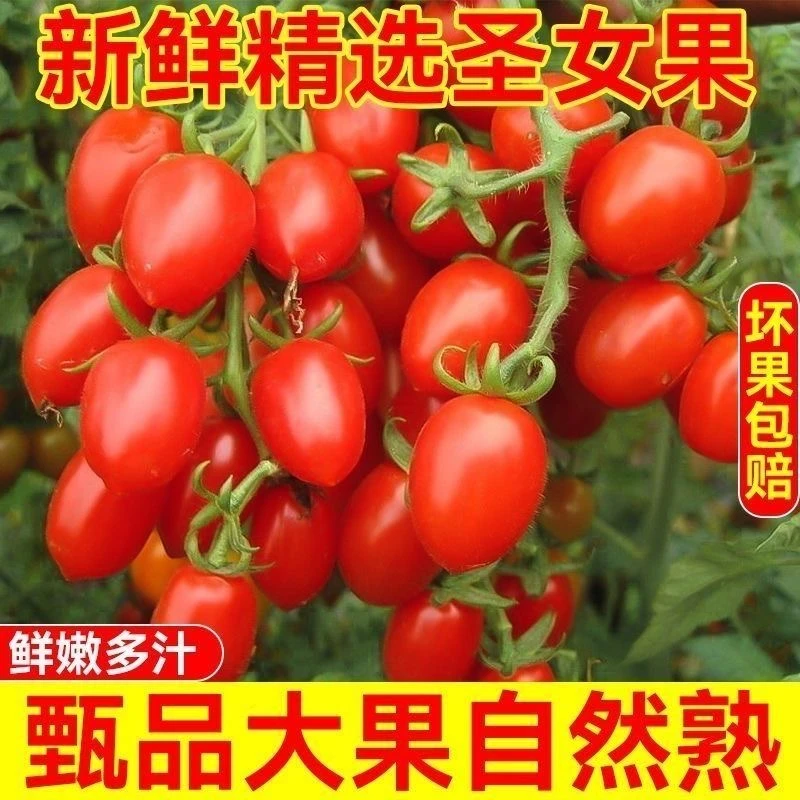 云南纯天然圣女果小蔬菜番茄现摘新鲜水果西红柿整箱