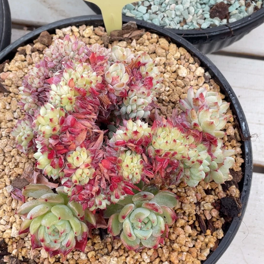 1217-13-沙漠玫瑰缀化一颗