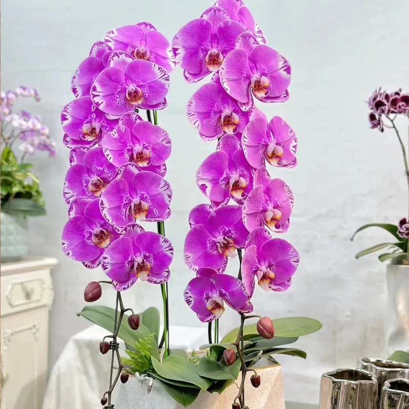 特大蝴蝶兰藏宝图成熟苗无花梗好养花卉绿植盆栽好养货的兰花植物