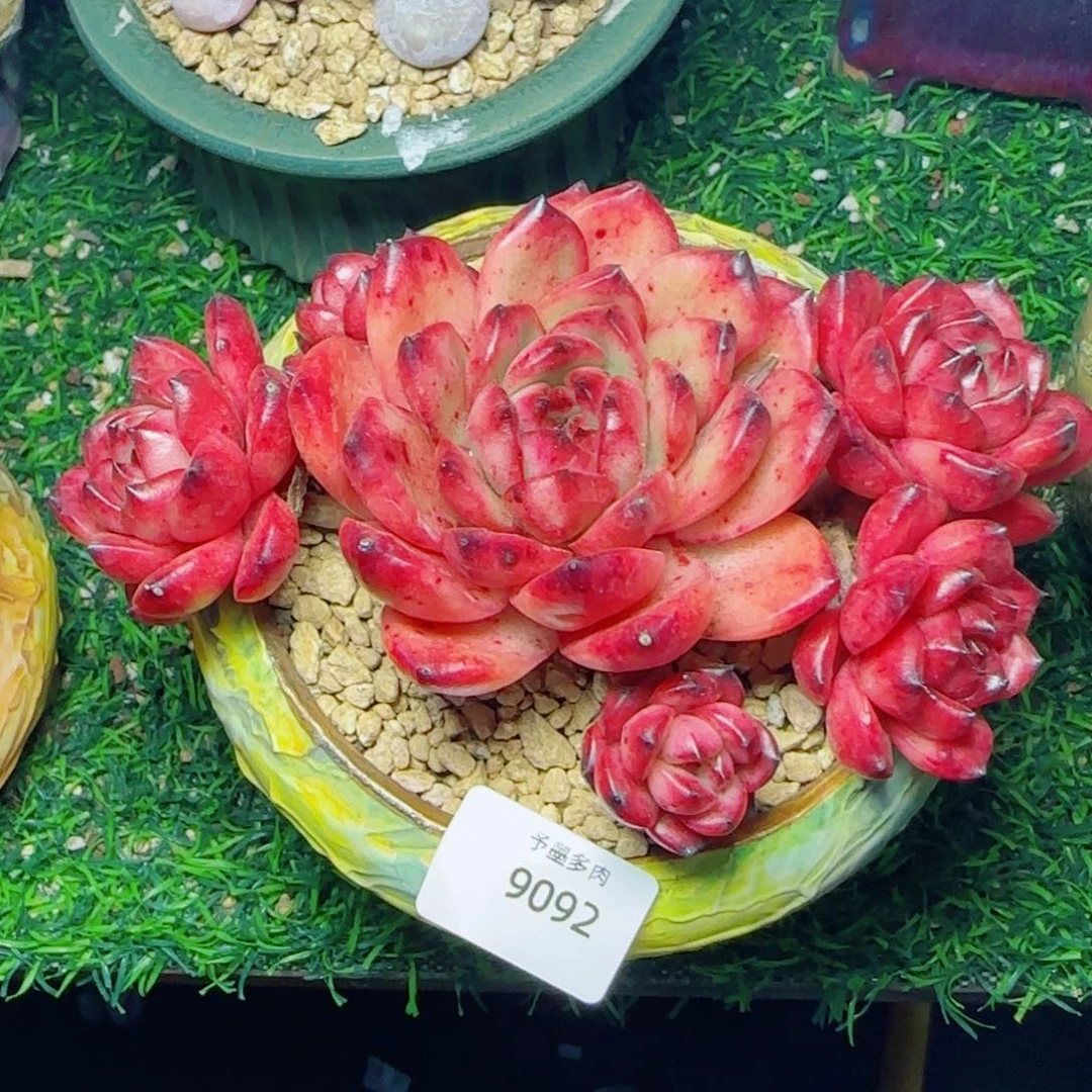 TM，9092多肉植物保护