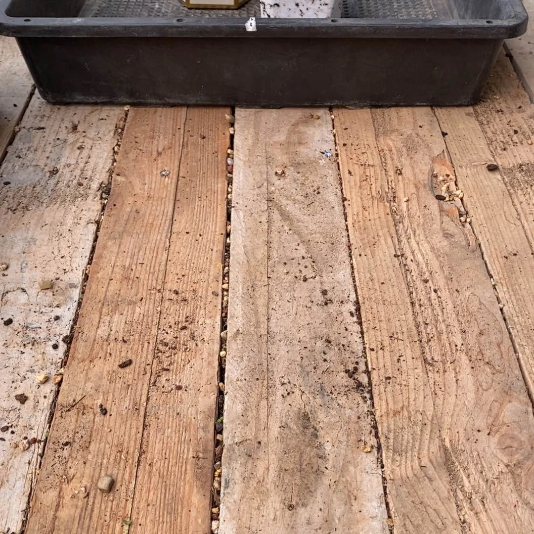 黄****.六棵蜜桔糖球加土