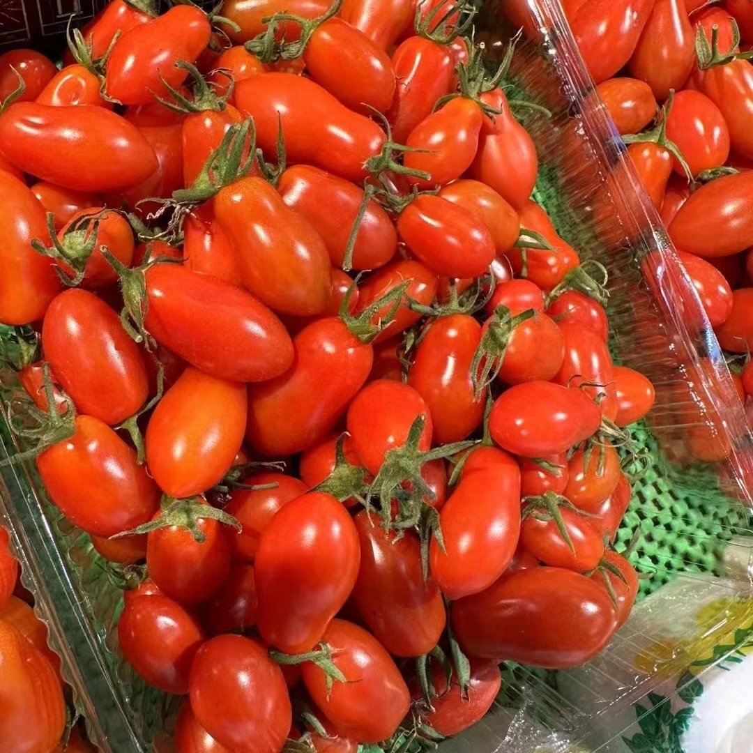 500克左右玲珑番茄，