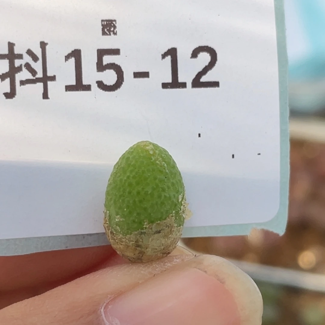 15-12玉米多肉植物