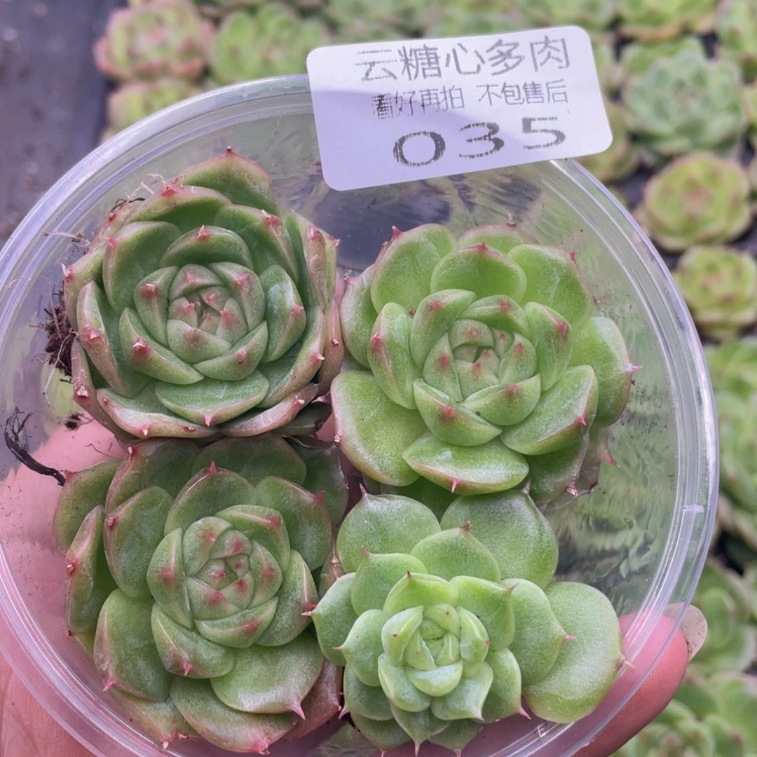 云糖心多肉植物35