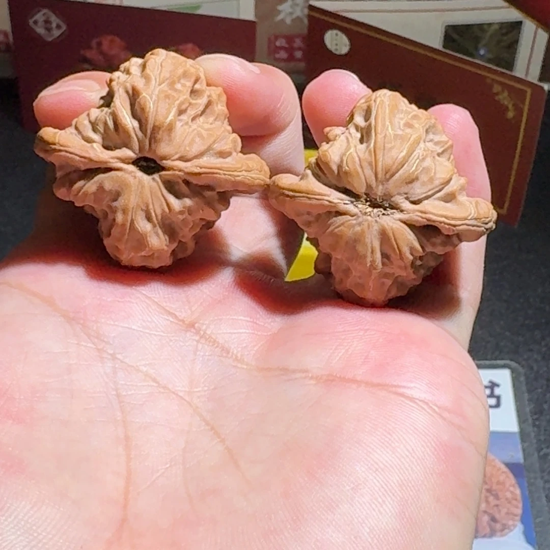 原树白蛇骨尺寸38