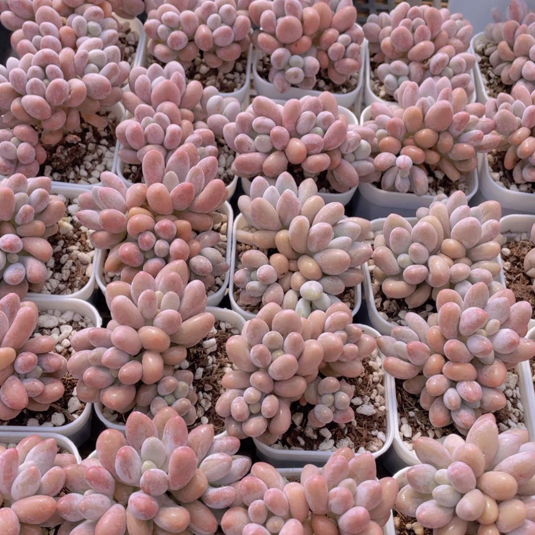 量拍42号 汤圆小群生一个