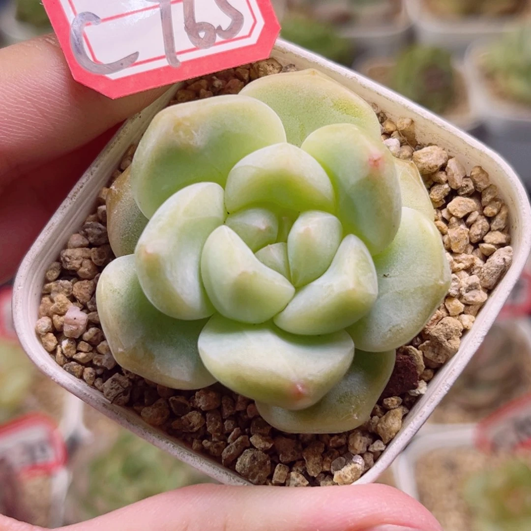 C765 一物一拍 18包邮