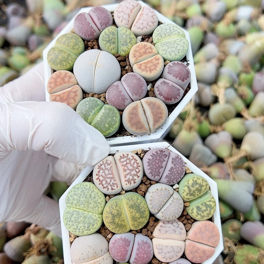 1000 好养易活生石花大母本两盆