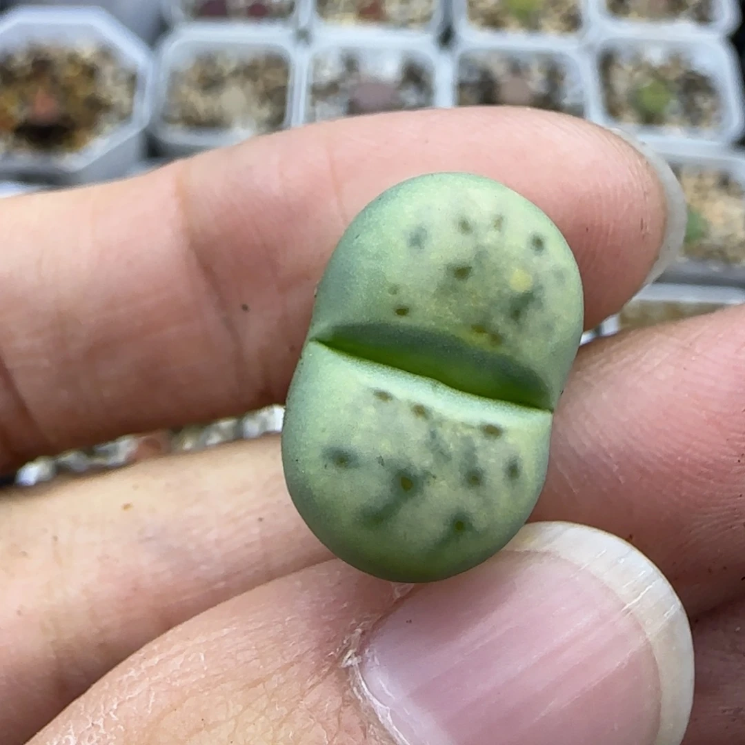 175绿神笛清框福利30包邮