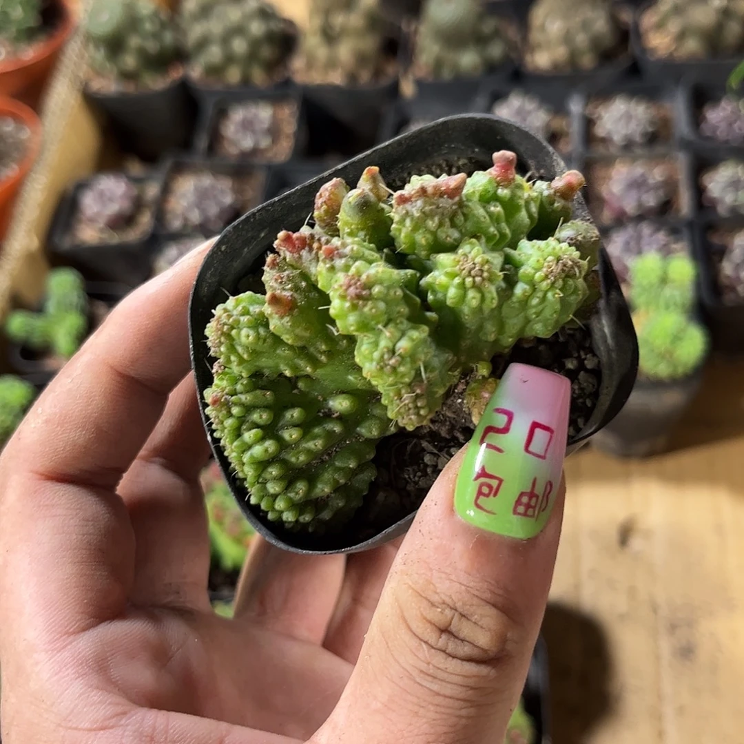 高沙孤品单头发货有根