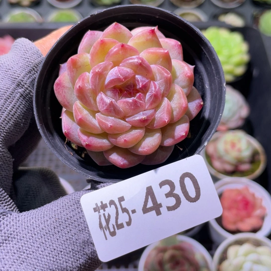 花利美25-430糖心新品