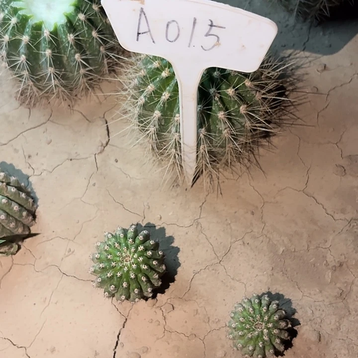 ?**?A015,柠檬心瑕疵歪头