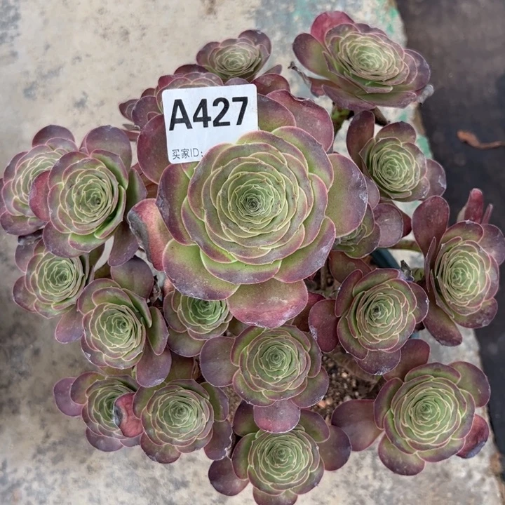 427魅金玫瑰30厘米左右