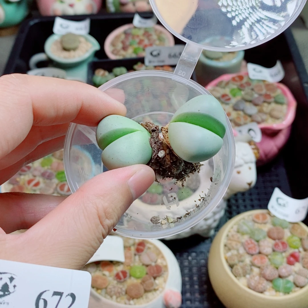 生石花花花花花花花672