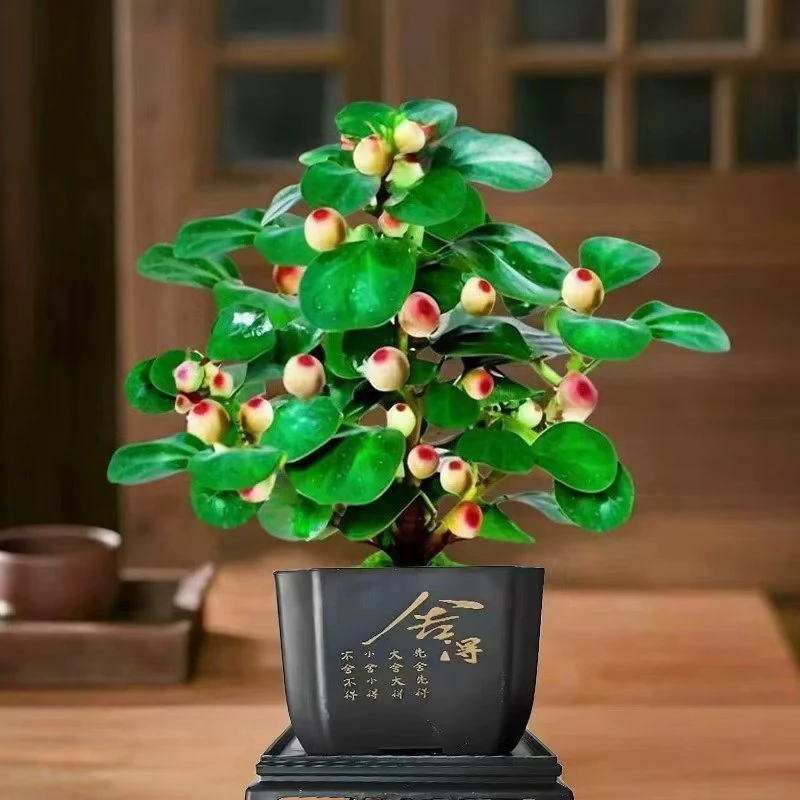 【今日特价 带盆带土】菩提盆栽带果老桩菩提树盆景禅意办公室植物