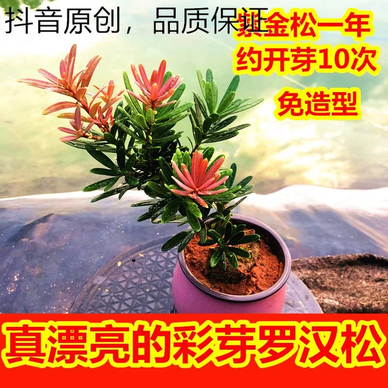 啄木 鸟四季红芽罗汉松紫金钻太子妃鲜花卉盆栽盆景菊花心树苗发