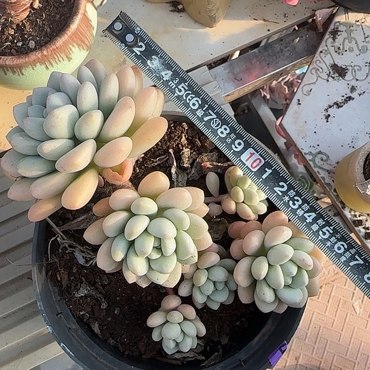 泡泡糖673 多肉植物一物一拍