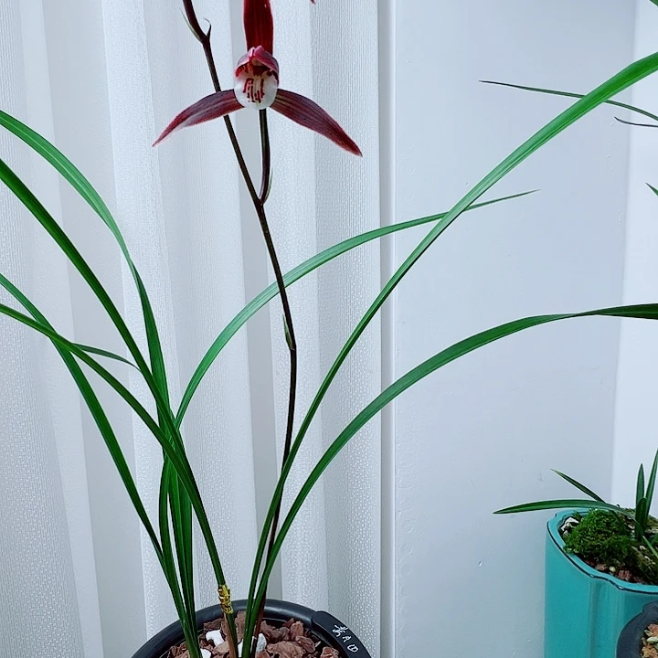 渊***钧完全开放一物一拍