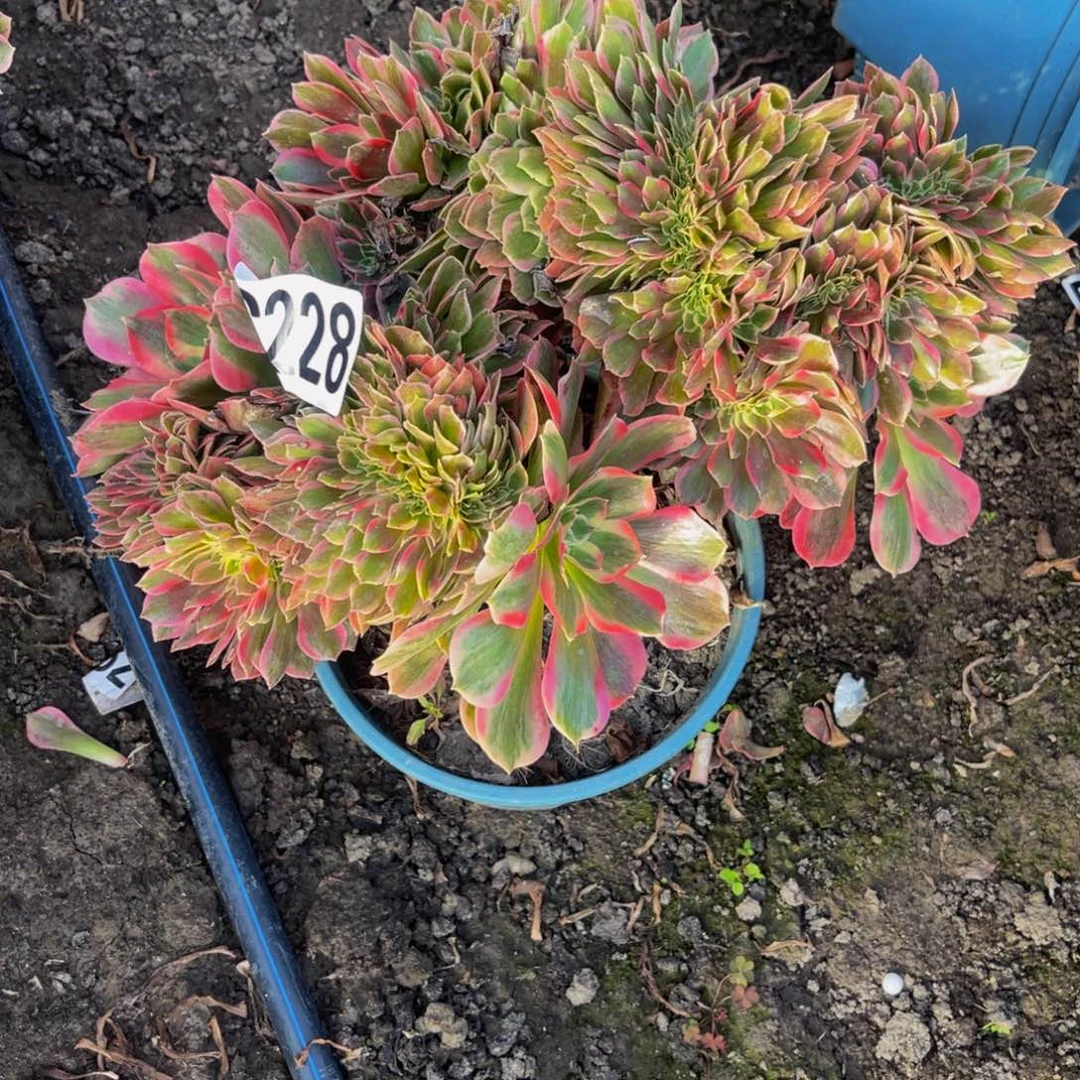 女郎法师16////-12包邮