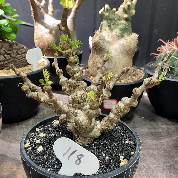 118念珠苏木6666666666666