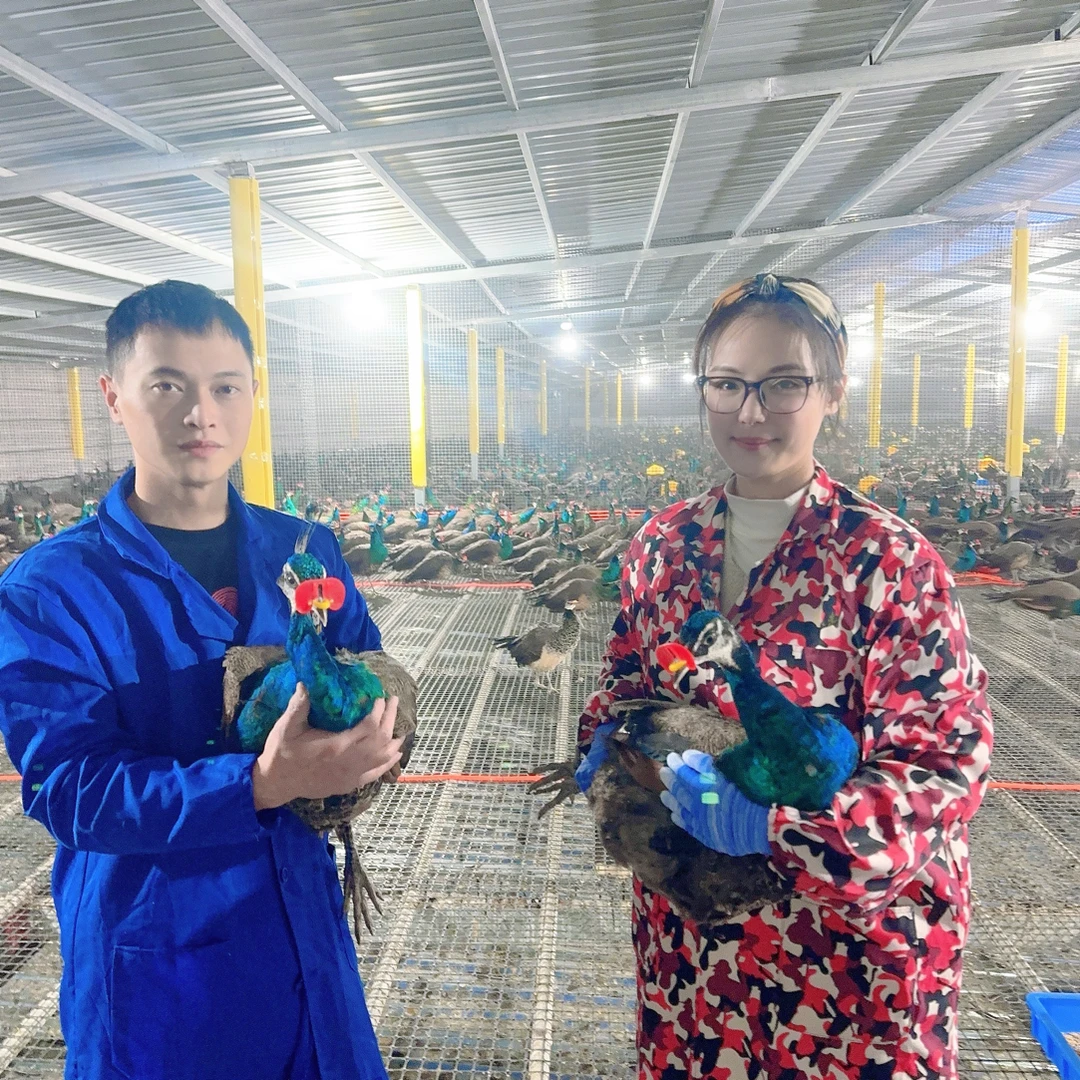 六个月蓝苗观赏宠物活体(2只起发货)