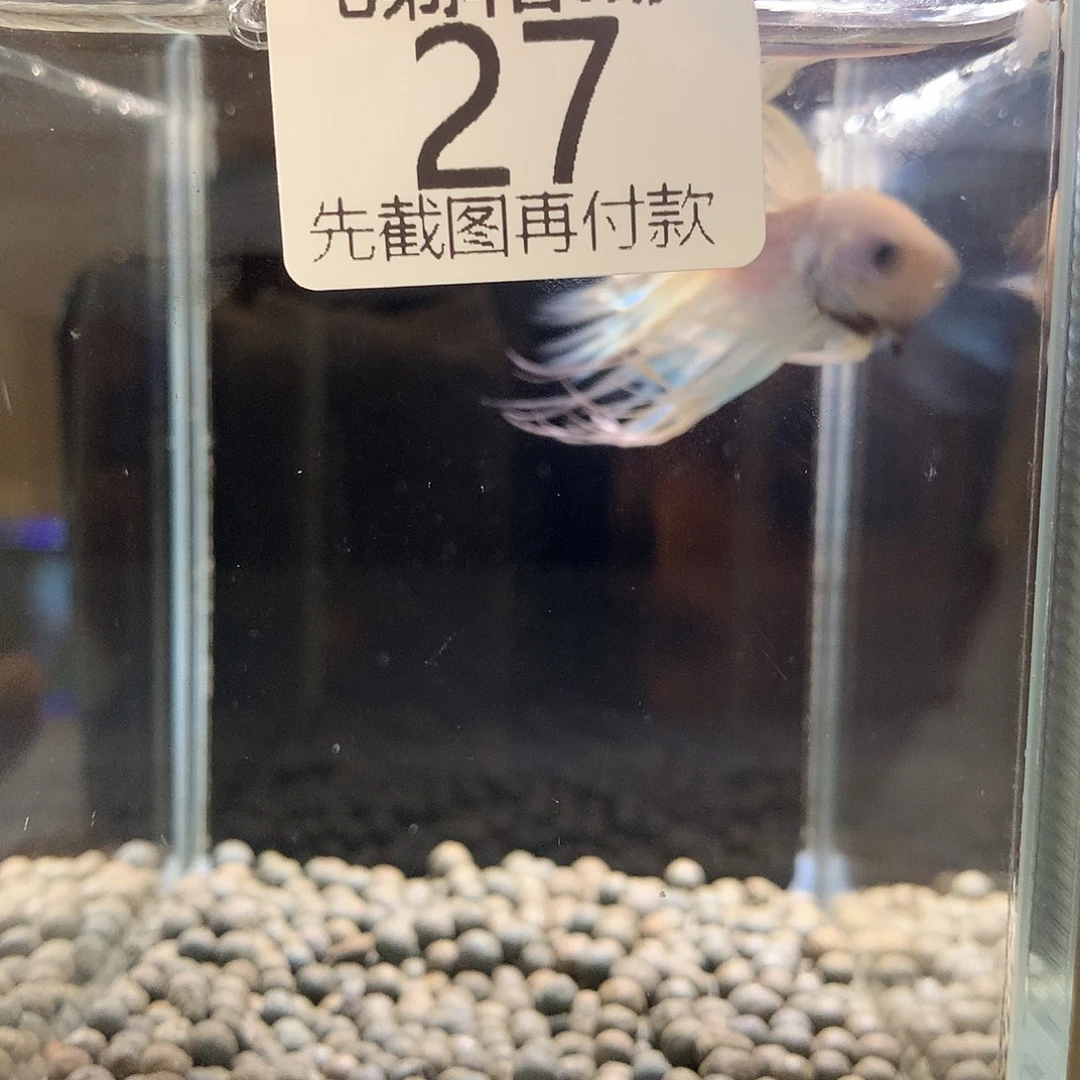 偷****海水鱼泰国斗鱼七弟27