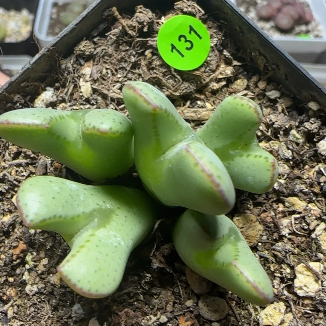 漂漂亮亮多肉植物131