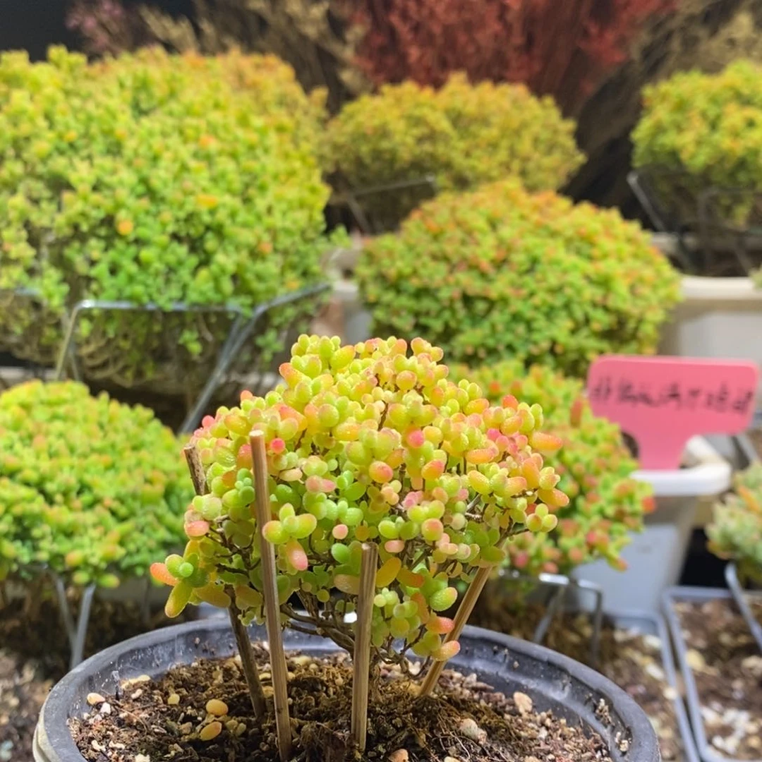 蜜桔枝干番杏702