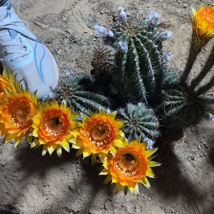 仙人球彩草开花球球