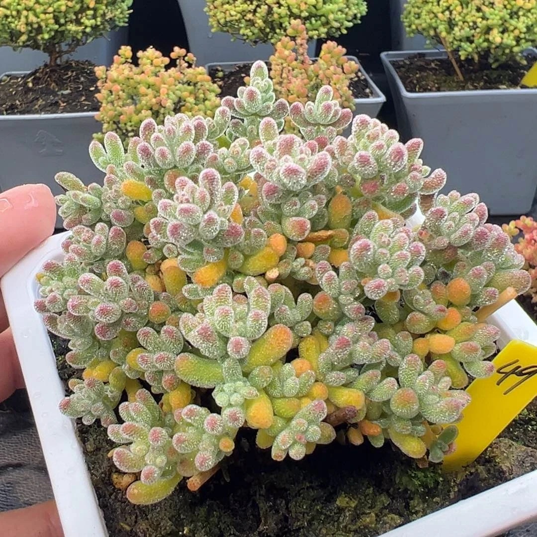 冰晶枝干49号10cm盆