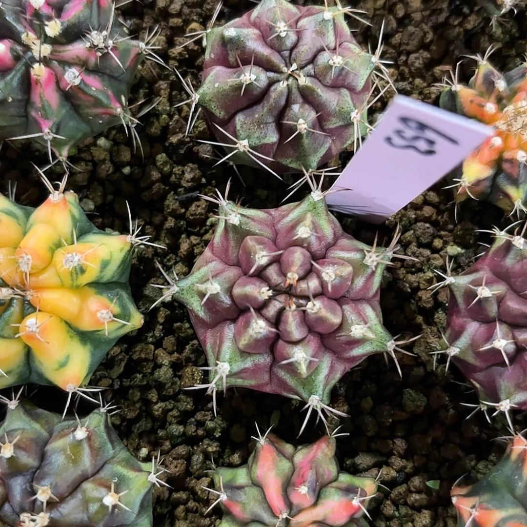 泰国米哈653-0220