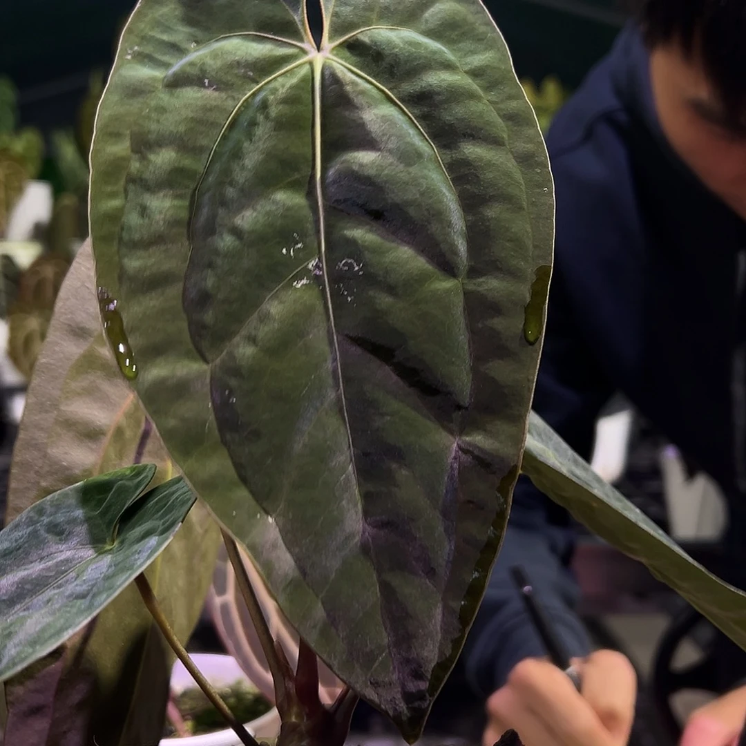 完全开放加通湖papi