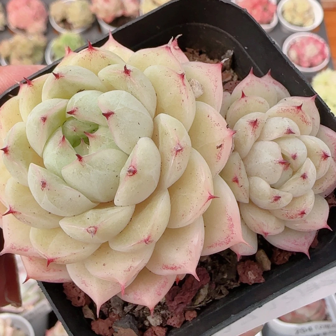 花语多肉1220-217紫魔散