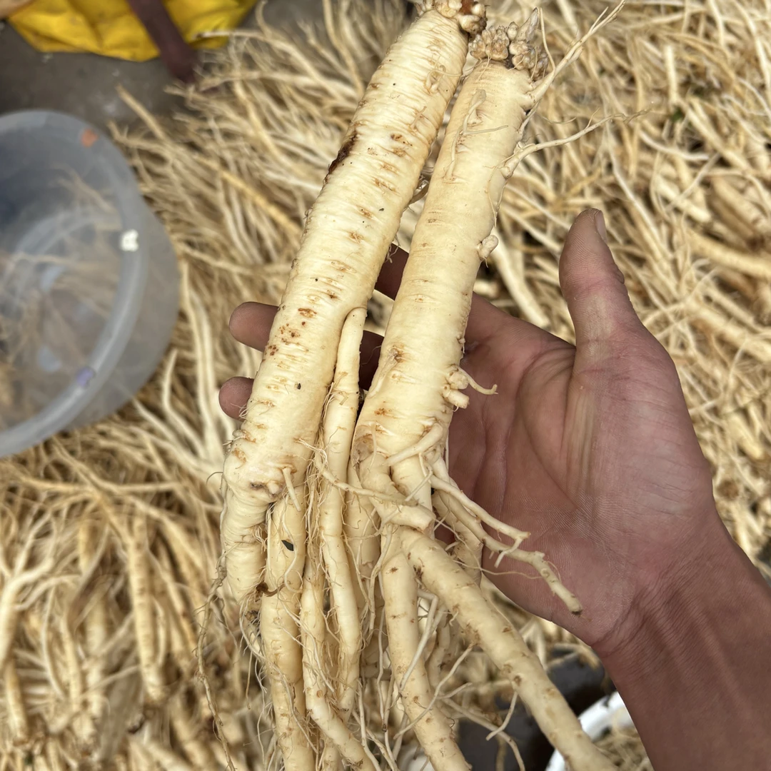 甘肃定西岷县新鲜党参现挖真空发货 煲汤，泡水，泡酒