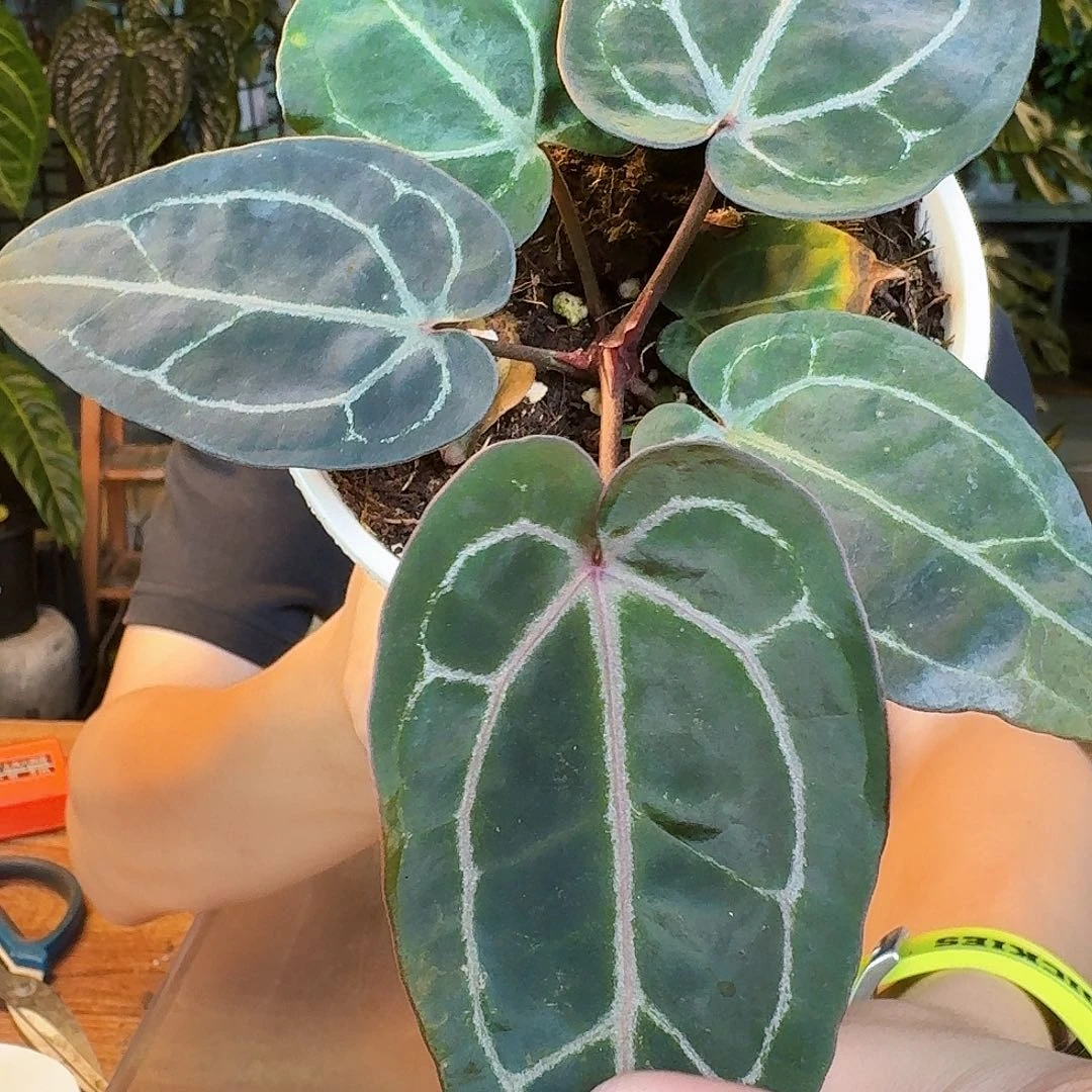 完全开放O67紫水晶