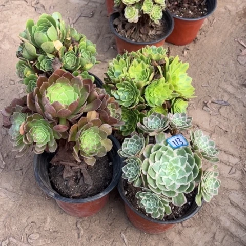 113多肉植物组合，