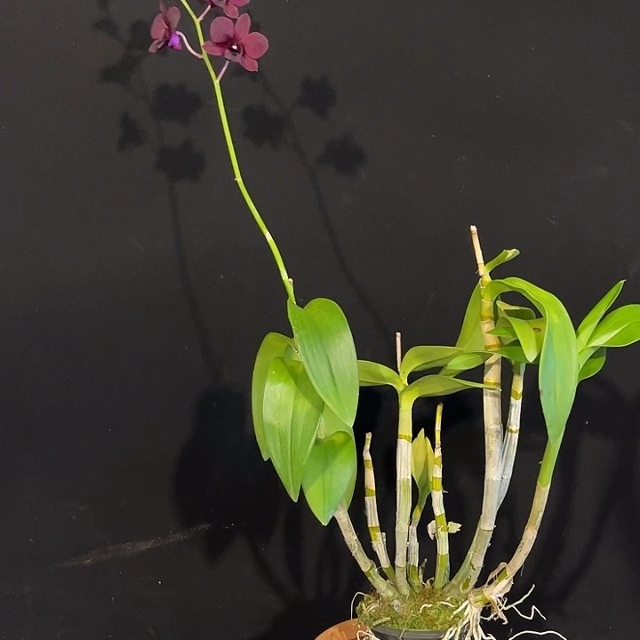 当前无花朵，栽培后可花朵泰猫1191