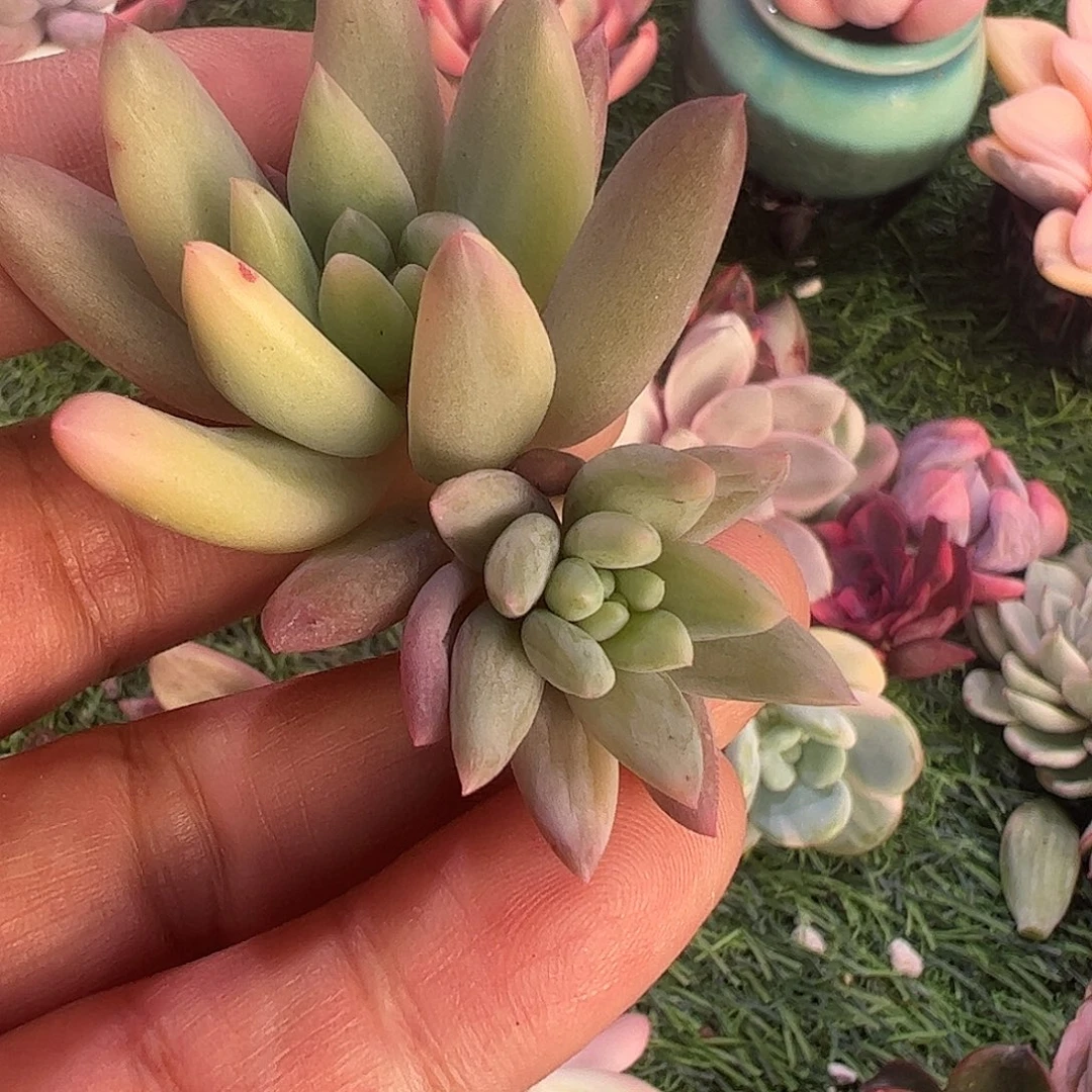 锦***s多肉植物多肉植物