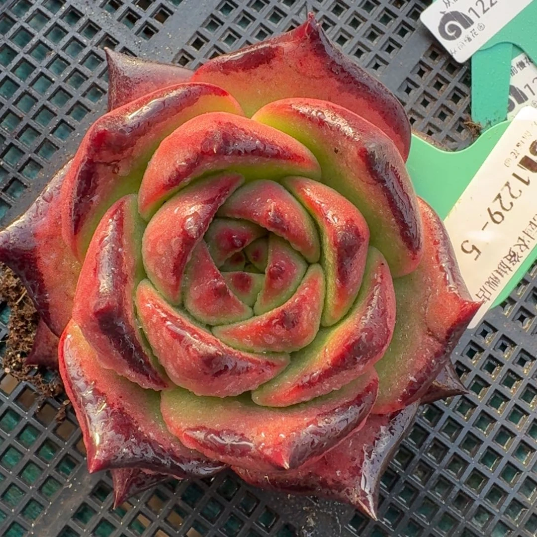 从前慢花园多肉编号1229-5