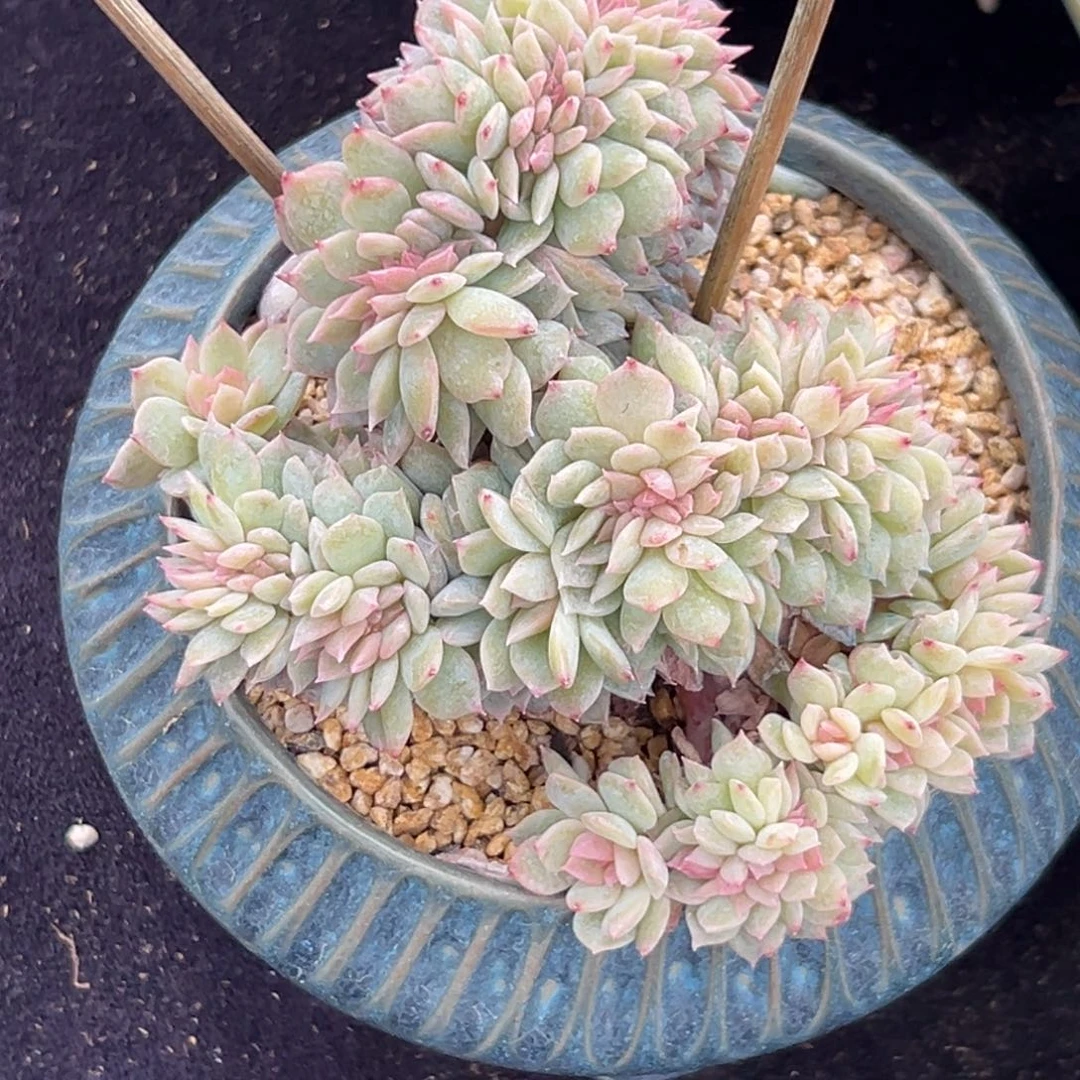 新年快乐新年快乐