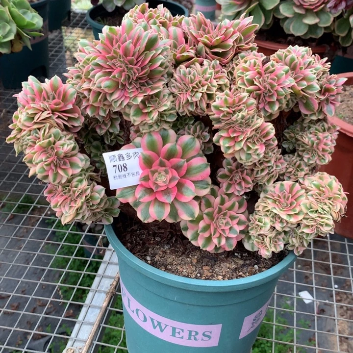 708粉女巫缀多肉植物特价