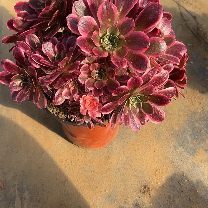 2.17-40七彩石多肉1