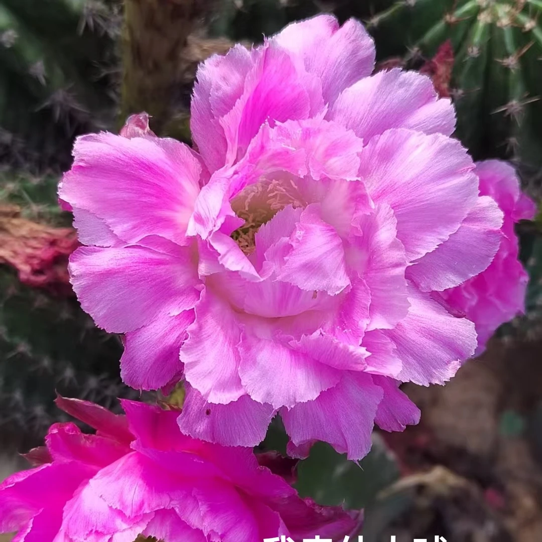彩草粉可可侧芽  满28米包邮非偏远