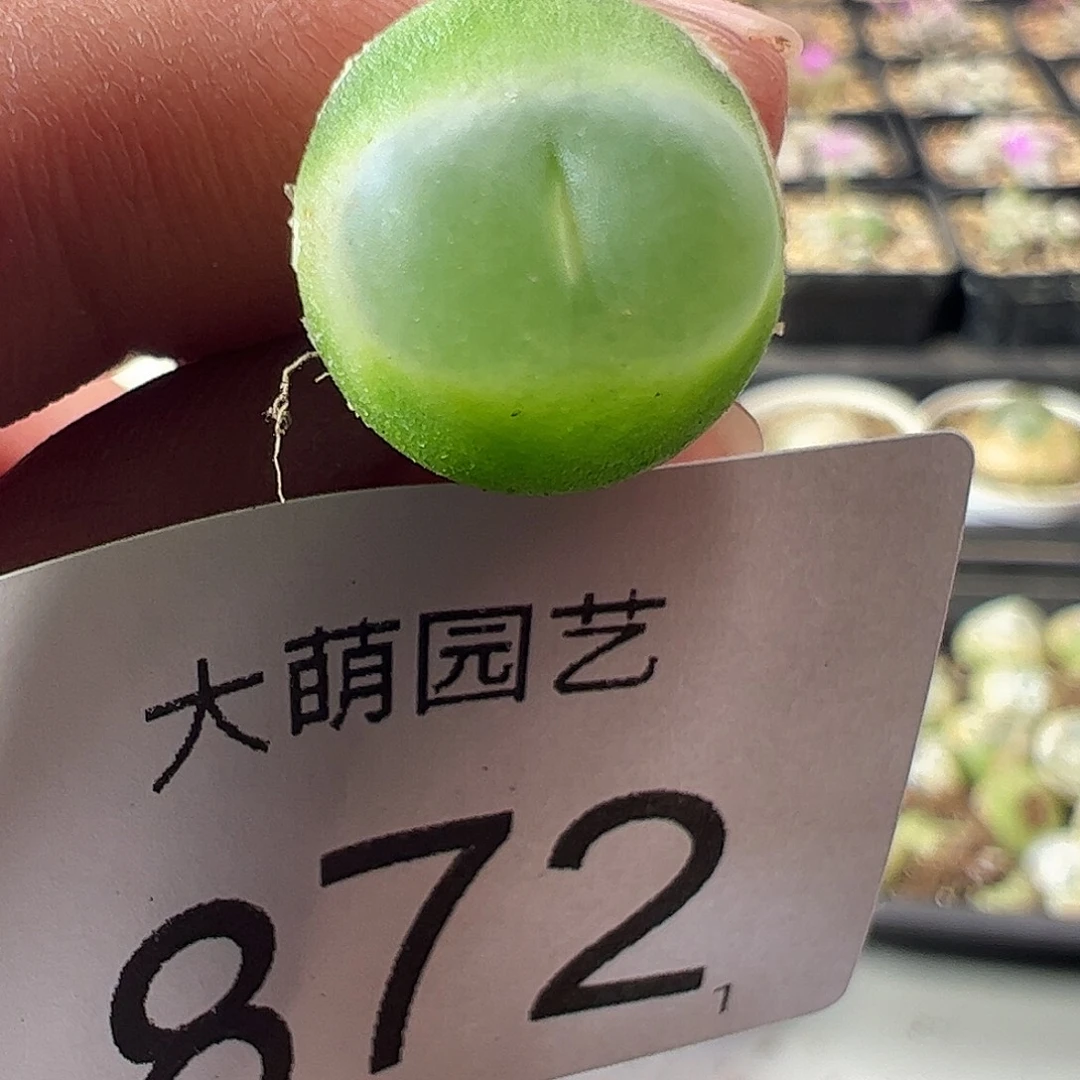一物一拍。            872